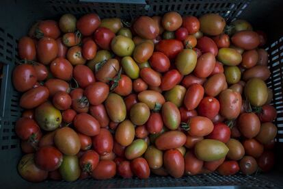 "Si una fruta o vegetal tiene un mínimo de imperfecciones los supermercados ya no la compran", dice Isabel Soares, la mentora del proyecto. Se estima que un tercio de toda la comida producida termina en la basura. España es el séptimo país del mundo que más desperdicia alimentos, según la FAO.