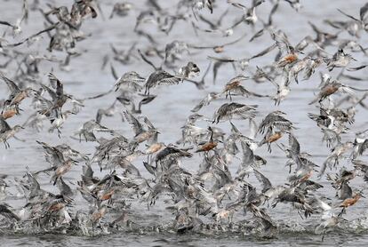 Miles de aves zancudas vuelan sobre bancos de arena secos durante las mareas más altas del mes en el estuario del Wash, cerca de Snettisham en Norfolk (Gran Bretaña).