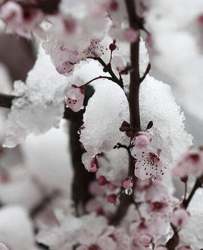 Una capa de nieve cubre las hojas de un cerezo, ya en flor, en una jornada en la que la nieve ha vuelto a hacer acto de presencia en Navarra donde se han alcanzado espesores de 10 cm en la capital y se espera que sean mas de 40 cm en el Pirineo navarro.