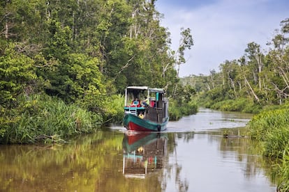 Kalimatán, la parte indonesia de Borneo, está atravesada por la línea del Ecuador y acoge sofocantes junglas en las que disfrutar de un senderismo inolvidable. La isla está protegida de los tsunamis, lo que ha permitido que en sus antiguos bosques crezcan árboles altísimos que dan cobijo a algunas de las especies más singulares del planeta: desde el noble orangután hasta acrobáticos gibones y prehistóricos cálaos. La gran joya es el parque nacional de Tanjun Puting (en la foto), que se puede recorrer a bordo de 'klotoks', embarcaciones de dos pisos con capacidad hasta cuatro pasajeros, que sirven de vivienda, restaurante y torre de observación para el avistamiento de orangutanes, macacos, monos narigudos, martines pescadores, majestuosos cálaos y, con un poco de suerte, gaviales malayos.