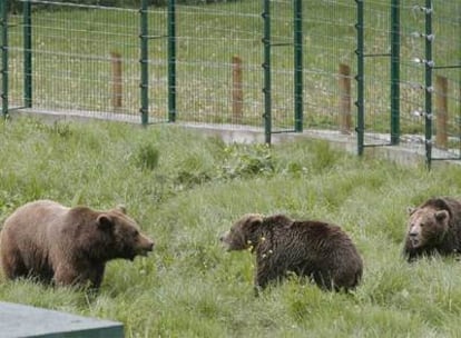 Hasta la primavera del año que viene no se sabrá si se consigue la reproducción en cautividad del oso pardo en Asturias.