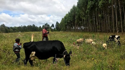 Lawrence Kamau, junto a su hijo, observa pastar a sus vacas y ovejas en Lobere, Kenia.