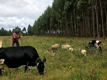 Lawrence Kamau, junto a su hijo, observa pastar a sus vacas y ovejas en Lobere, Kenia.
