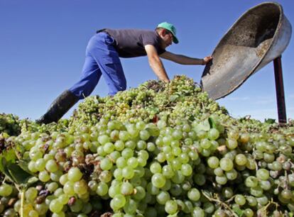 Un agricultor, durante la vendimia en Los Llanos (Ciudad Real).