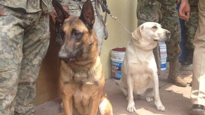 Frida e Cholo, outro cão naval na área da escola Enrique Rébsamen.