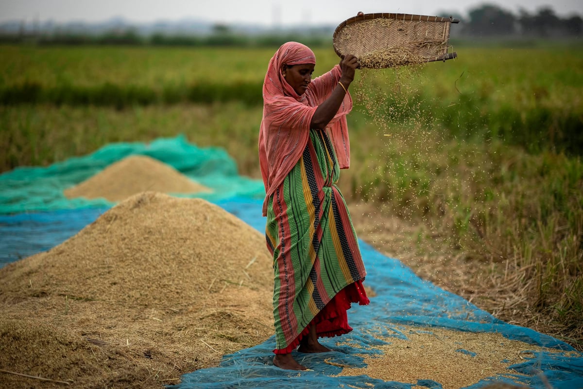 Global food prices rise after Russia ends grain deal and India ...