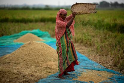 A farmer drops rice crop while working in a paddy field on the outskirts of Guwahati, India