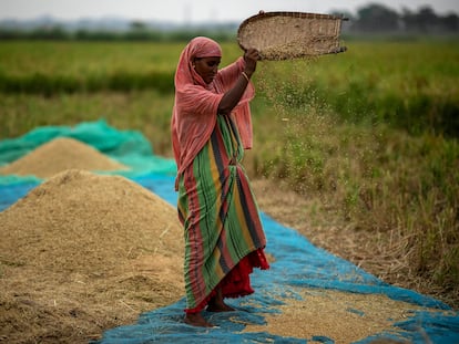 FILE - A farmer drops rice crop while working in a paddy field on the outskirts of Guwahati, India, on June 6, 2023. Global prices for food commodities like rice and vegetable oil have risen for the first time in months after Russia pulled out of a wartime agreement allowing Ukraine to ship grain to the world and India restricted some of its rice exports, the U.N. Food and Agriculture Organization said Friday Aug. 4, 2023. (AP Photo/Anupam Nath, File)