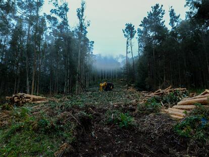 Construcción de un cortafuegos en un área forestal de Galicia.