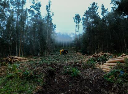 Construcción de un cortafuegos en un área forestal de Galicia.