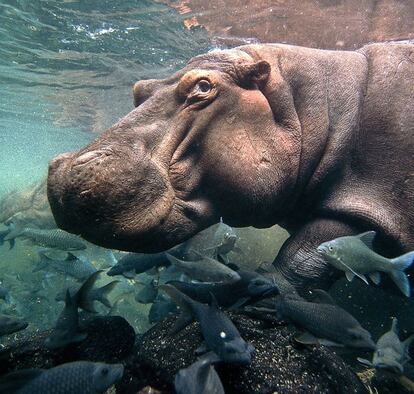 Este hipopótamo parece tan ágil como un pez mientras bucea en Mzima Springs, un oasis del parque nacional de Tsavo (Kenia). Mzima significa “vivo” en suajili. Los fotógrafos Mark Deeble y Victoria Stone vivieron dos años, junto con sus hijos pequeños, en este entorno natural para estudiar estos animales. Los peces se encargan de limpiar cada una de las partes de la anatomía del llamado caballo del río