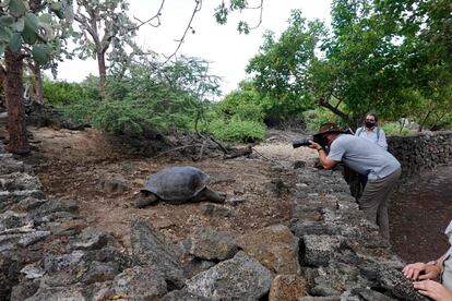 O Parque Nacional Galápagos manteve sua atividade de investigação de monitoramento de tubarões, de desova de tartarugas marinhas e de conservação de iguanas ou lobos marinhos graças a 300 cuidadores do local.