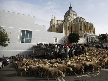 Un rebaño de ovejas en la Cuesta de la Vega junto a la Catedral de la Almudena, en octubre de 2018.