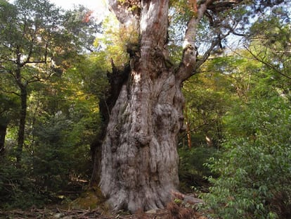 Uno de los cedros más antiguos de Japón, el Jōmon Sugi, habita en la isla de Yakushima, Patrimonio de la Humanidad de la UNESCO. Varias estimaciones datan su antigüedad entre los 2.000 y 7.000 años. "Los árboles tan antiguos tienen características, digamos, especiales”, explica García Gómez. “Son una maquinaria perfecta que ha aguantado muchos avatares. Si tienen vigor y semillas, sus predecesores estarán más preparados y serán más resistentes". Este ejemplar, en concreto, es además la conífera más grande del país nipón y toma su nombre del periodo Jōmon, un lapso entre el mesolítico y el neolítico. Está protegido: para contemplarlo hay que subirse a una plataforma de observación ubicada a una distancia prudencial del árbol.