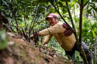 Rosalindo Guerrero, agricultor, en su plantación de cacao en Panguintza, Ecuador, el pasado mes de marzo.