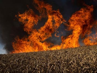 Un campo de trigo en llamas tras un bombardeo a pocos kilómetros de la región de Járkov, en julio de 2022.