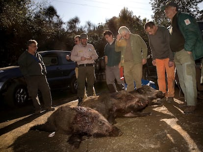 Jabalíes abatidos en una cacería organizada en Sant Just Desvern el pasado verano.