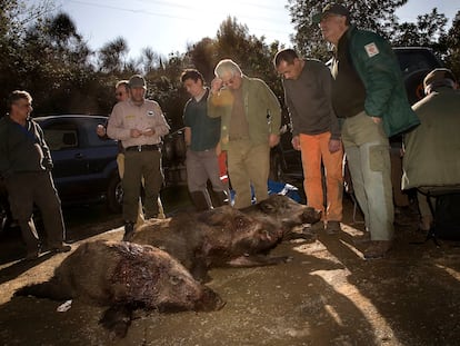 Tres jabalíes cazados en 2011 en Collserola en una batida autorizada.