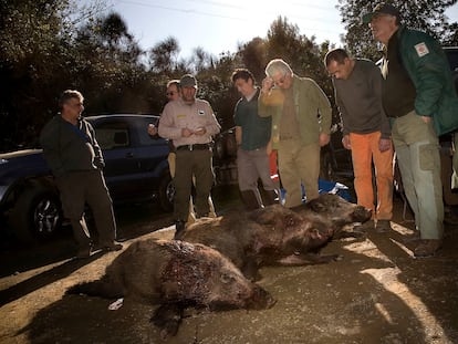 Tres jabalíes cazados en 2011 en Collserola en una batida autorizada.