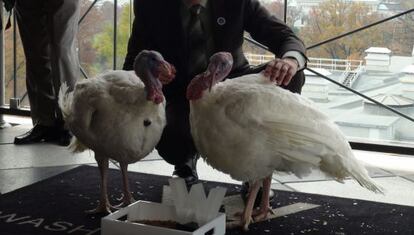 Los pavos 'Gobbler' y 'Cobbler', que serán indultados por Obama.