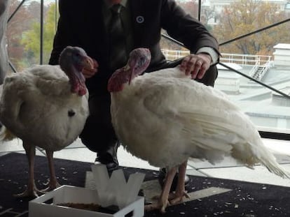 Los pavos 'Gobbler' y 'Cobbler', que serán indultados por Obama.