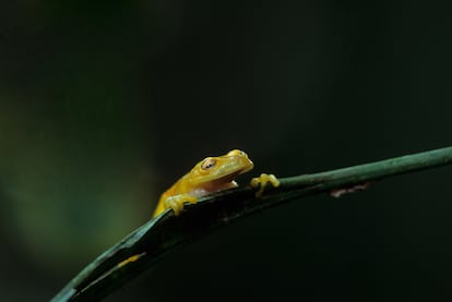 Una rana en la cuenca amazónica, en Ecuador, el 1 de enero de 1994. 