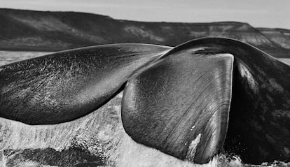 Las fotografías de este reportaje pertenecen al proyecto Genesis del fotógrafo brasileño Sebastião Salgado, que se expondrán hasta finales de enero en Ávila y Albacete en la Obra Social La Caixa.