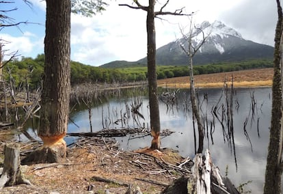 Un bosque fueguino arrasado por la acción de los castores.