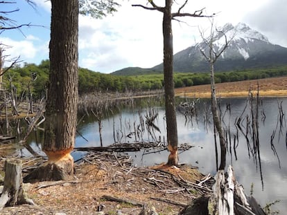 Un bosque fueguino arrasado por la acción de los castores.