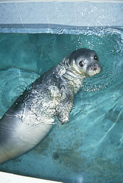 La foca Wiam, cuyo nombre significa Concordia, tras su rescate.