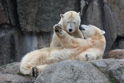 Las osas polares Toska y Nancy en el zoo de Berlín (Alemania).