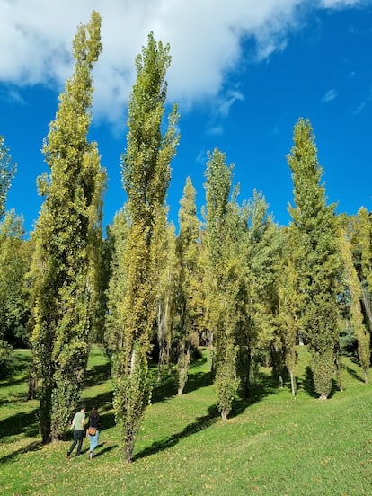 Un bosquete abierto de álamos Italica comienzan a vestir sus hojas de amarillo al comienzo del otoño en el Parque del Oeste, en Madrid.