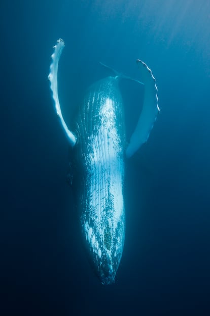 Una ballena jorobada fotografiada en aguas de la República Dominicana.