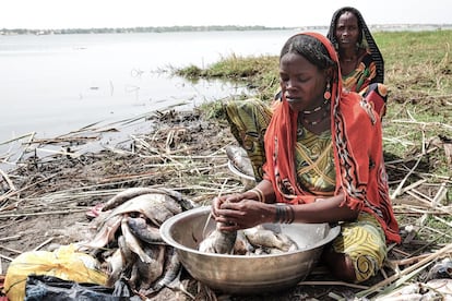 El agua del lago Chad se acaba. Ha perdido el 90% de su superficie en 40 años: en 1994 tenía 25.000 kilómetros cuadrados, ahora poco más de 1.400, según datos de Naciones Unidas. La región sufre desde hace años las consecuencias de la larga campaña armada del grupo terrorista Boko Haram y desde entonces, su violencia se ha extendido también a los Estados vecinos que se asoman al lago, como Camerún, Chad y Níger, provocando cerca de 2,4 millones de desplazados. Además, la desertificación hace que la vida de la gente del lago sea aún más dramática e incierta. En la imagen, un grupo de mujeres ata el pescado para llevarlo a vender al mercado de Bol, en la isla de Iga, en la orilla del lago Chad.