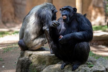 La ola de calor que castiga a Cataluña también está afectando a los animales del Zoo de Barcelona.