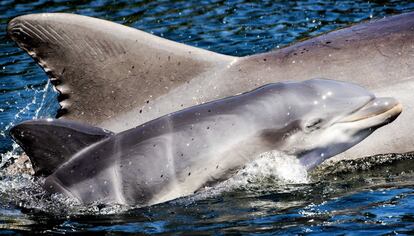 Un delfín recién nacido nada con su madre Roxy en el parque de mamíferos marinos 'Dolfinarium', en Harderwijk, Países Bajos.