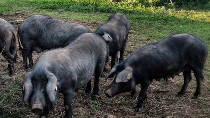 Exemplars de porc negre mallorquí en una granja de Llucmajor.