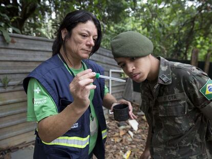 Funcionária da Secretaria de Saúde de SP mostra uma larva do mosquito ' Aedes aegypti'.