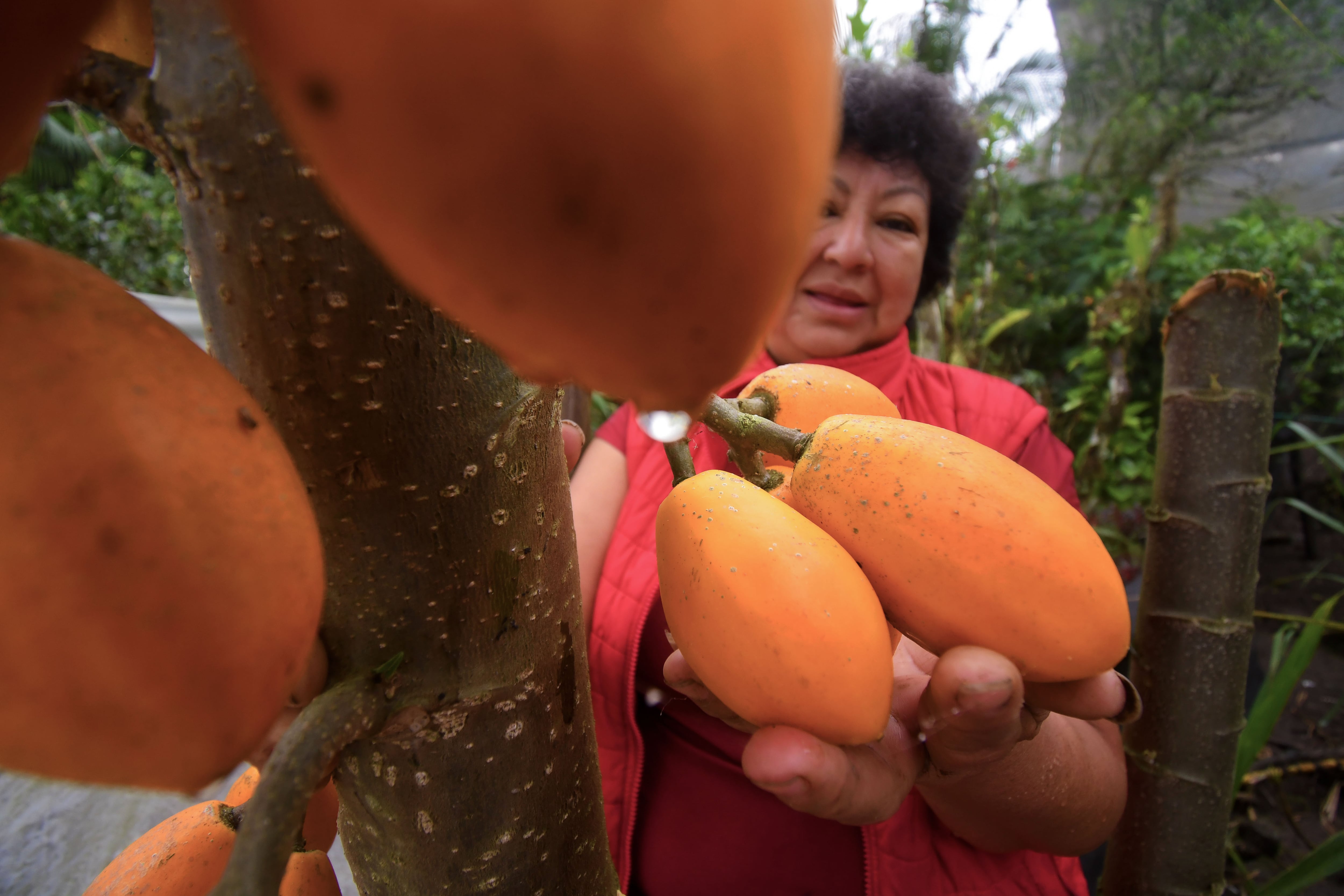 El Chocó Andino en Ecuador recupera las plantas rebeldes que desafían la dieta global