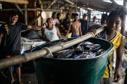 Un pescador carga atunes para el mercado de Puerto Princesa. Organizaciones como el WWF forman a los profesionales a métodos de pesca menos dañinos para evitar la disminución de las poblaciones de peces en el Triángulo de Coral.
