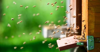 Abejas volando en Pernica (Eslovenia).