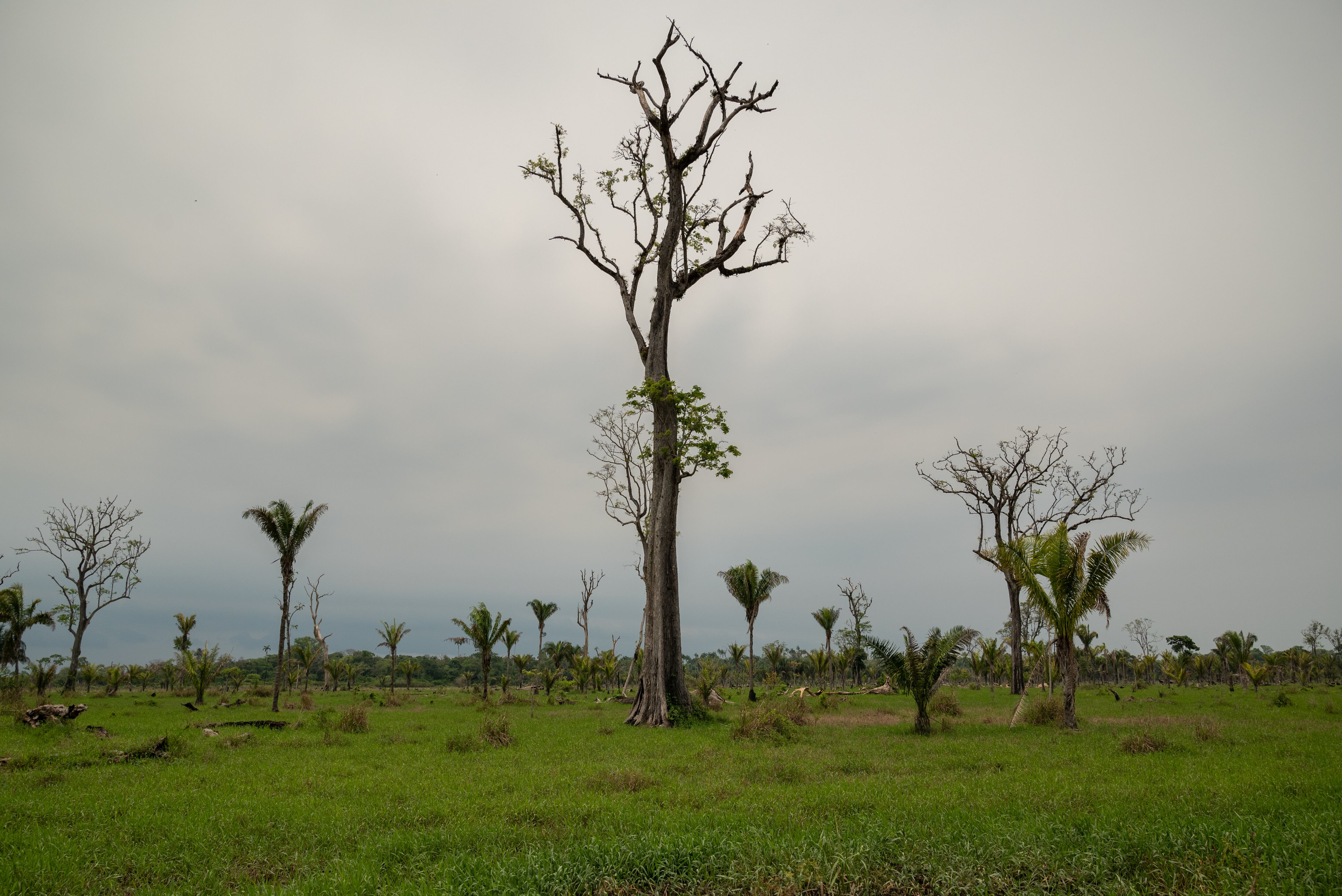 Vista general de las zonas devastadas por la deforestación que causan grupos de personas para invadir y usarlo para la siembra y ganadería.