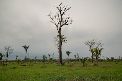 Vista general de las zonas devastadas por la deforestación que causan grupos de personas para invadir y usarlo para la siembra y ganadería.