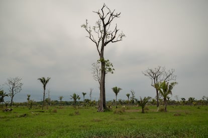 Vista general de las zonas devastadas por la deforestación que causan grupos de personas para invadir y usarlo para la siembra y ganadería.