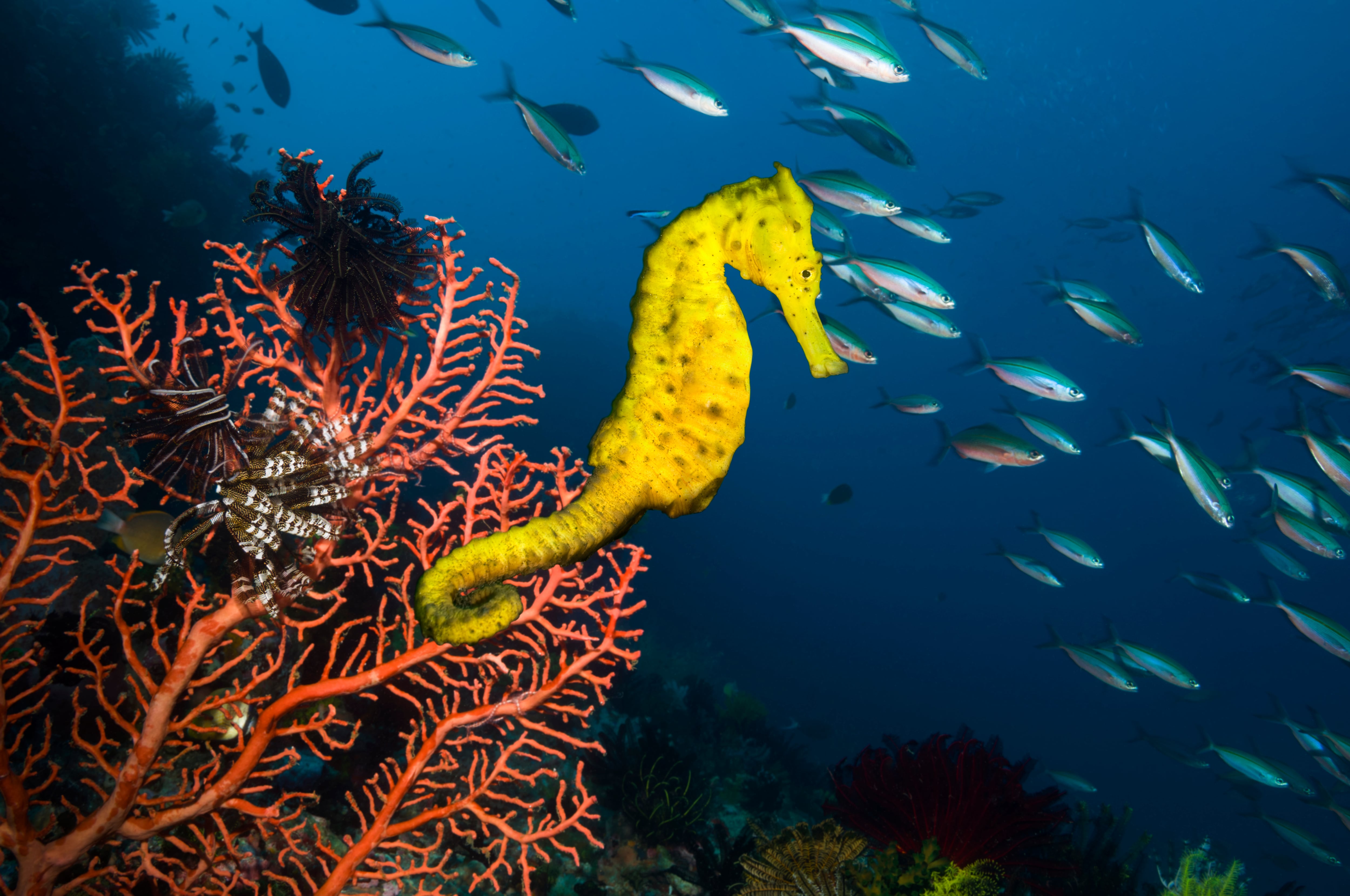 37 millones de caballitos de mar al año: el comercio de vida silvestre es mucho mayor de lo que se creía