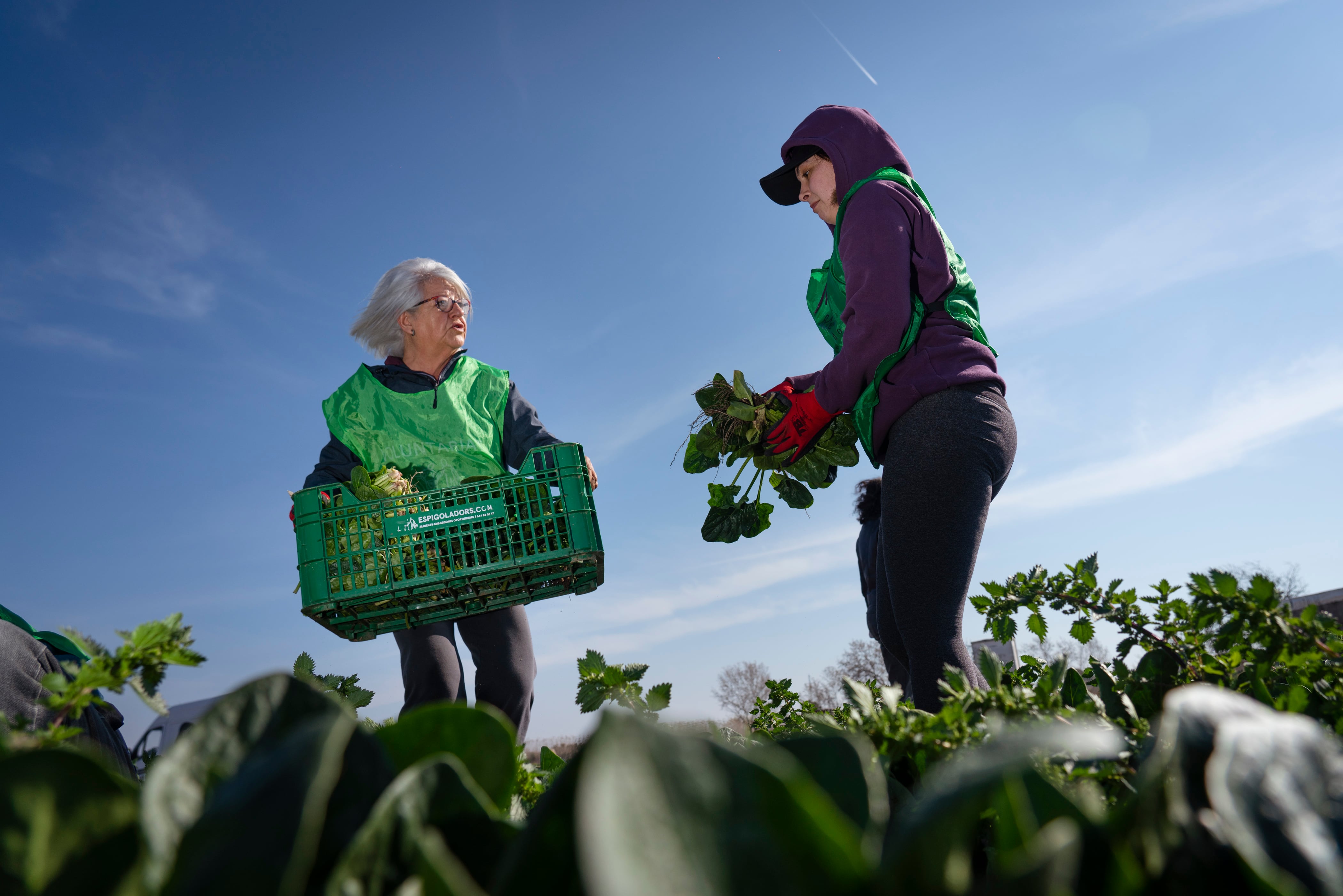 La Fundació Espigoladors mediante la práctica milenaria del espigueo (recolectar los alimentos que han quedado en el campo después de las siembras no cosechadas), recoge frutas y verduras normalmente desechadas por cuestiones estéticas, excedentes de producción o descenso de ventas.