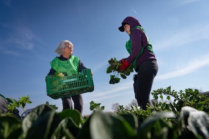 Voluntarias recogen espinacas en un campo de Gavà con la Fundación Espigoladors.