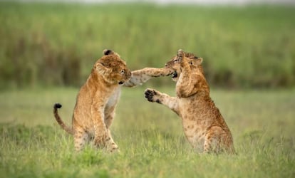 Cráter de Ngorongoro, Tanzania.