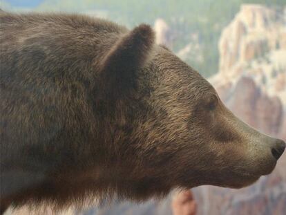 El oso es el símbolo que identifica a los inversores que apuestan por la caída de la Bolsa.