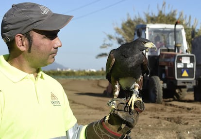 Un técnico de la empresa Lokímica con el águila Alhambra en un campo de Burjassot (Valencia).